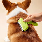 Brushing a corgi with the Patoune deshedding brush